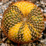 Egrow,Astrophytum,Ornatum,Potted,Succulent,Lithops,Flower,Bonsai,Seeds