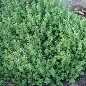 Egrow,Thyme,Seeds,Green,Lemon,Thyme,Grass,Bonsai,Garden,Plant,Vegetable,Bonsais,Thymus,Citriodorus,Mosquito,Repelling,Creeping