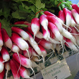 Egrow,Sausage,Radish,Seeds,Juicy,Nutritious,Early,Spring,Radish,Delicious,Vegetable