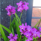 Egrow,Orchid,Seeds,Spathoglottis,Tongue,Flower,Bonsai,Garden,Plant