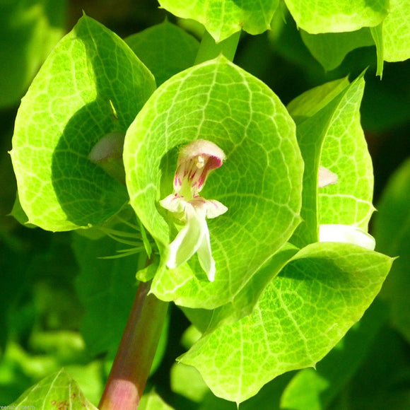 Egrow,Moluccella,Seeds,Molucca,Bonsai,Laevis,Flower,Garden,Plant