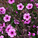 Egrow,Univalve,Geranium,Seeds,Perennial,Flower,Pelargonium,Seeds,Indoor