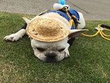 Puppy,Glasses,Sunglasses,Straw,Photo,Props