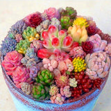 Egrow,Succulent,Seeds,Succulent,Plante,Flower,Bonsai,Living,Stone,Bonsai,Garden,Plant.