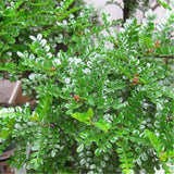 Egrow,Pistacia,Weinmannifolia,Seeds,Pistacia,Weinmannifolia,Plant,Pistacia,Weinmannifolia