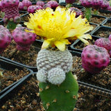 Egrow,Cacyus,Seeds,Cactus,Garden,Succulent,Plant,Plantas,Bonsai,Celestial,Flower,Planters,Flores