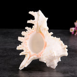 Large,Queen,Nautical,Shells,Conch,Natural,Seashell,Beach,Ocean,Decorations