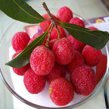 Egrow,Arbutus,Seeds,Delicious,Sweet,Chinese,Fruit,Seeds,Garden,Plants