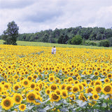Egrow,Giant,Sunflower,Seeds,Garden,Planting,Ornamental,Plants