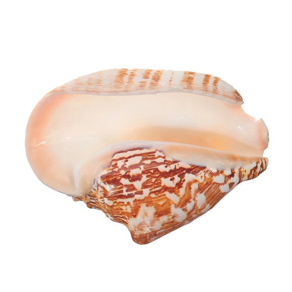 Natural,Shell,Conch,Phoenix,Conch,Coral,Beach,Ornament,Decorations