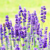 Lavender,Flower,Seeds,Flower,Potted,Plant,Growing,Outdoor