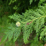 Egrow,Phoenix,Cypress,Seeds,Phoenix,Cypress,Semente,Plant,Chamaecyparis,Obtusa,Filicoides