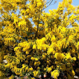 Egrow,Mimosa,Pudica,Seeds,Acacia,Dealbata,Plants,Garden