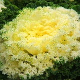 Egrow,Cabbage,Seeds,Garden,Ornamental,Cabbage,Flowering,Brassica,Oleracea,Bonsai,Vegetable,Plant