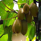 Egrow,100PCS,Thailand,Fruit,Seeds,Flowers,Garden,Edible,Delicious,Bonsai,Fruit,Planting