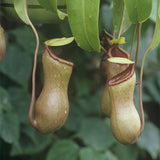 Egrow,Nepenthes,Seeds,Balcony,Garden,Potted,Plants,Seeds,Carnivorous,Plants,Seeds