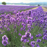 Lavender,Flower,Seeds,Flower,Potted,Plant,Growing,Outdoor