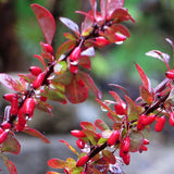 Egrow,Maple,Barberry,Seeds,Atropurpurea,Bonsai,Garden,Plant