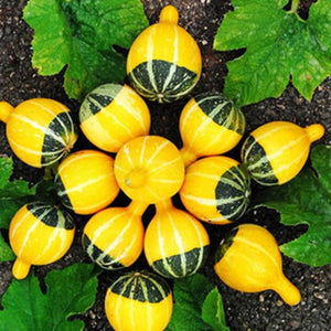 Egrow,Pumpkin,Seeds,Edible,Chinese,Rainbow,Vegetable,Fruit,Bonsai,Seeds