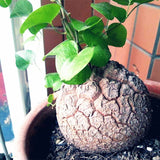 Egrow,Dioscorea,Seeds,Turtle,Elephant's,Bonsai,Plant,Garden