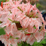 Egrow,Geranium,Garden,Potted,Flower,Seeds,Perennial,Courtyard,Balcony,Outdoor,Plant
