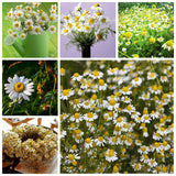 Egrow,Exotic,Chamomile,Bonsai,Seeds,Flower,Plant,Outdoor,Indoor,Blooming,Garden,plant