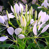 Egrow,Cleome,Spinosa,Seeds,Mixed,Flower,Hassleriana,Bonsai,Garden,Plant