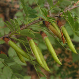 Egrow,Caragana,Korshinskii,Seeds,Caragana,Korshinskii,Plant,Korshinsk,Peashrub
