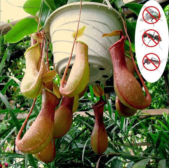 Egrow,Nepenthes,Seeds,Balcony,Garden,Potted,Plants,Seeds,Carnivorous,Plants,Seeds