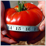 Egrow,Giant,Tomato,Seeds,Plants,Organic,Heirloom,Plants,Vegetables,Perennial,Plant,Garden,Planting