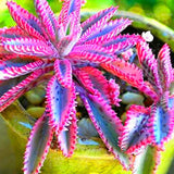 Egrow,Bromeliad,Cactus,Seeds,Bromeliad,Cactus,Colorful,Flower,Courtyard,Succulent,Flower,Garden,Supplies