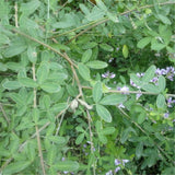 Egrow,Lespedeza,Seeds,Lespedeza,Semente,Plant,Lespedeza,Bicolor