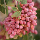 Egrow,Pistachios,Seeds,Garden,Outdoor,Fruit,Seeds,Planting