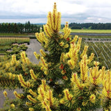 Egrow,Cedar,Seeds,Spruce,Seedling,Bonsai,Plant,JAPANESE,Cedar,Garden,Bonsai