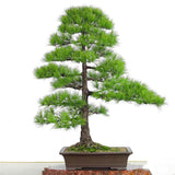 Egrow,Thunbergii,Garden,Black,Seeds,Flores,Potted,Plants,Japanese