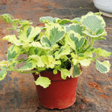 Egrow,Mosaic,Seeds,Vegetable,Seeds,Balcony,Potted,Peppermint,Aromatic,Plant,Seeds