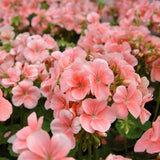 Egrow,Univalve,Geranium,Seeds,Perennial,Flower,Pelargonium,Seeds,Indoor