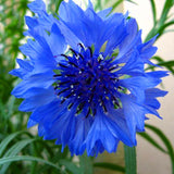 Egrow,Cornflower,Centaurea,Cyanus,Seeds,Balcony,Patio,Garden,Flowers,Potted,Bonsai,Plant