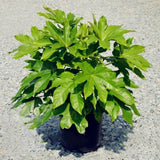 Egrow,Fatsia,Seeds,Ornamental,Plant,Fatsia,Japonica,Bonsai,Shrub