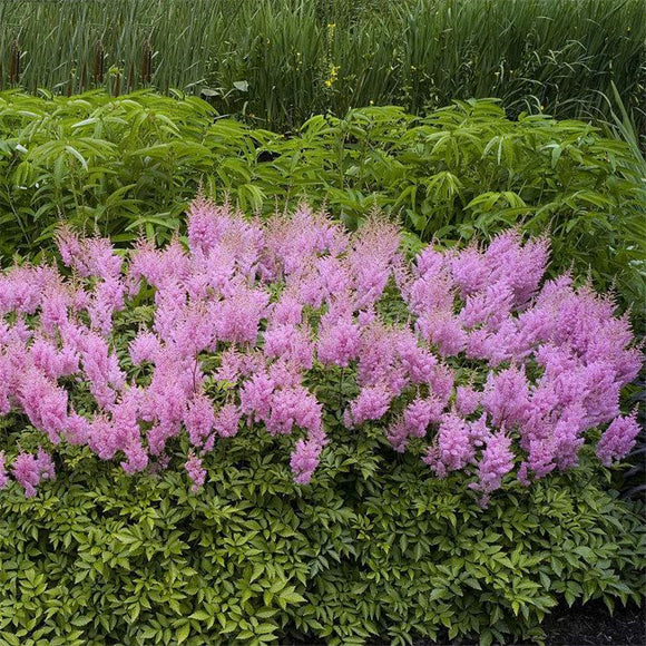 Egrow,Astilbe,Seeds,Chinese,Astilbe,Plant,Astilbe,Chinensis,Flower,Seeds