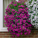 Egrow,Petunia,Seeds,Perennial,Bonsai,Indoor,Outdoor,Hanging,Decoration,Plants