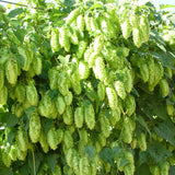 Egrow,Seeds,Humulus,Lupulus,Brewing,Plant,German,Magnum