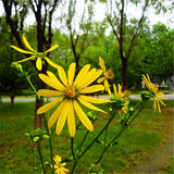 Egrow,Silphium,Seeds,Silphium,Perfoliatum,Grass,Plant,Garden,Decoration