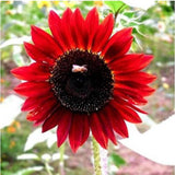 Egrow,Dwarf,Sunflower,Seeds,Indoor,Flower,Seeds,Organic,Plants