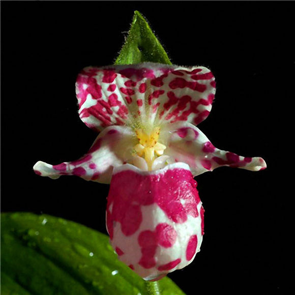 Egrow,Orchid,Bonsai,Plant,Seeds,Natural,Growth,Flower,Seeds,Garden