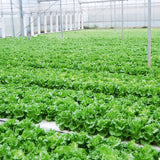 Egrow,Italian,Lettuce,Seeds,Green,Healthy,Vegetable,Seeds,Seasons,Super