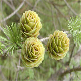 Egrow,Seeds,Bonsai,Larch,Plants,Garden,Potted,Perennial,Larix,Plant,Flower,Growing