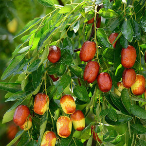 Egrow,Jujube,Seeds,Exotic,Fruit,Jujube,Seeds,Bonsai,Natural,Healthy,Perennial,Plants