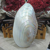 Natural,Conch,Shell,Coral,Pearl,Mussel,Large,Decorations