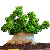 Egrow,Banyan,Seeds,Chinese,Ficus,Microcarpa,Bonsai,Ginseng,Banyan,Garden,Outdoor,Planters